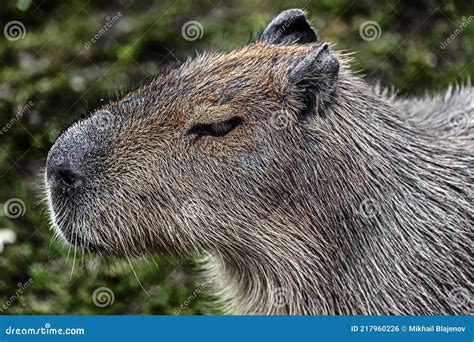 Capybara`s head 1 stock photo. Image of graze, environment - 217960226