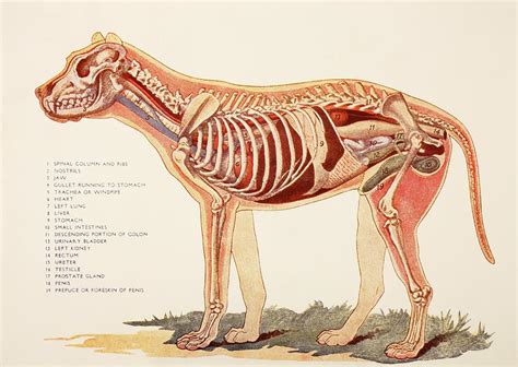 Male Internal Organs - Human Body Internal Organs - Anatomy 3D Model ...