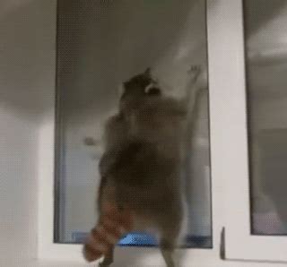 Funny animal gifs - part 111 (10 gifs) | Amazing Creatures