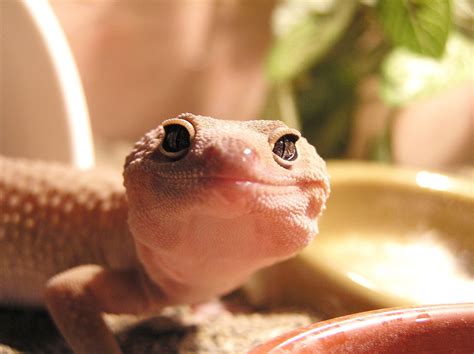 Albino leopard gecko face Free Photo Download | FreeImages