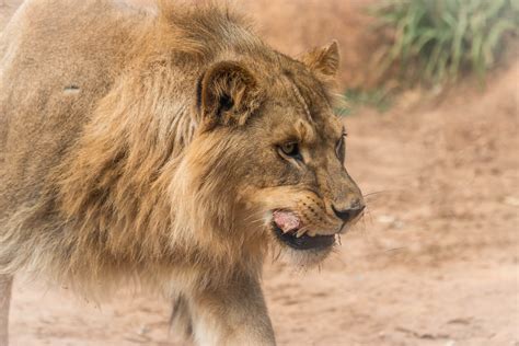 Lion feeding | Werribee Zoo | Robyn Singleton | Flickr