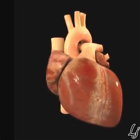 Human Heart Animation GIF