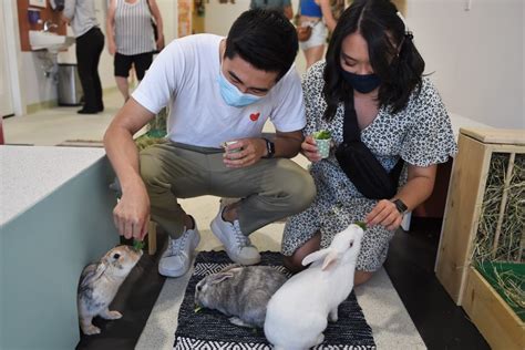 North America’s first-ever Bunny Cafe has opened in Vancouver ...