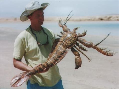 A eurypterid model representing the Ordovician genus Megalograptus, one ...