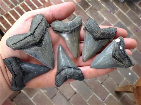 Where to Find Shark Teeth in Charleston