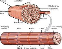 Myofibril - Wikipedia