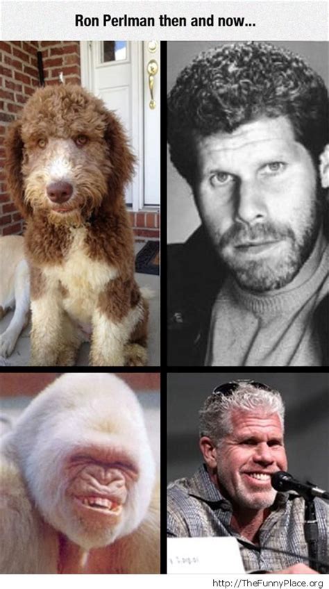 Fico! 18+ Elenchi di Ron Perlman Cat Meme! If you don't see the blue ...