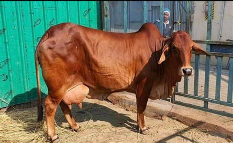 Sahiwal Cow Supplier In Madhya Pradesh at 40000.00 INR in Karnal ...