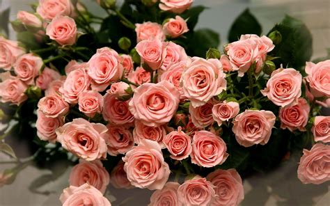 Beautiful Flowers Images Pink Roses / Pink Roses Beautiful Flowers ...