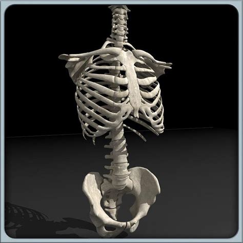 Human Torso Skeleton Male 3D Model #AD ,#Torso#Human#Skeleton#Model ...