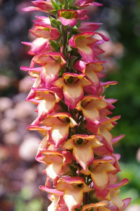 Foxglove Varieties | HGTV