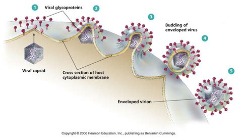 How viral envelopes are formed Polio Virus, Influenza Virus, Nucleic ...