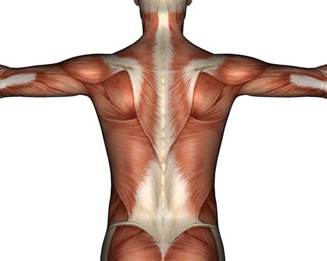 Upper Back Muscles Diagram Pain - Blogger Lagi