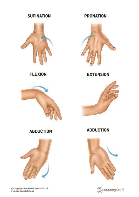 Hand & Wrist Anatomy | Motion & Structures | AnatomyStuff