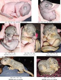 How To: Baby Squirrel Care | Baby squirrel care, Baby squirrel, Cute ...