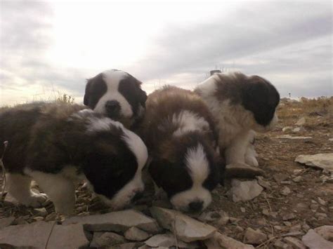 My St. Bernard puppies! : r/aww