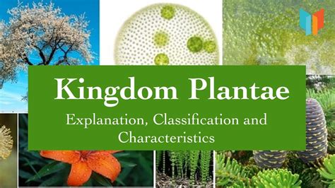 Kingdom Plante | Characteristics | Classification | Explanation | NCERT ...