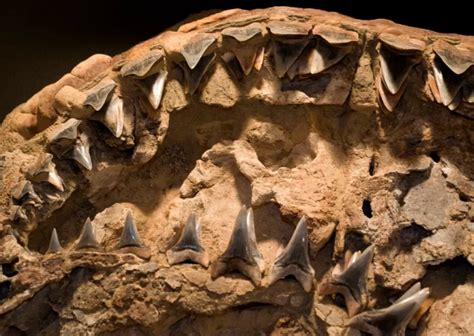 Shark Teeth Tell Great White Shark Evolution Story | Smithsonian Ocean