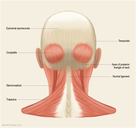 Jeff Searle | Head muscles, Face muscles anatomy, Muscle diagram