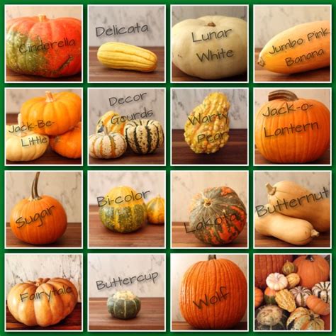 gourd chart key OLT 2013 | Pumpkin squash, Squash varieties, Pumpkin