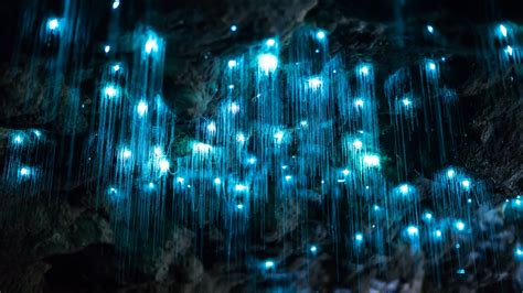 The Gooey Details Behind a Glow Worm’s Starry Night Illusions - The New ...