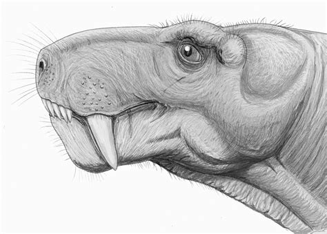 Weird, toothy tumor found in 255 million-year-old fossli