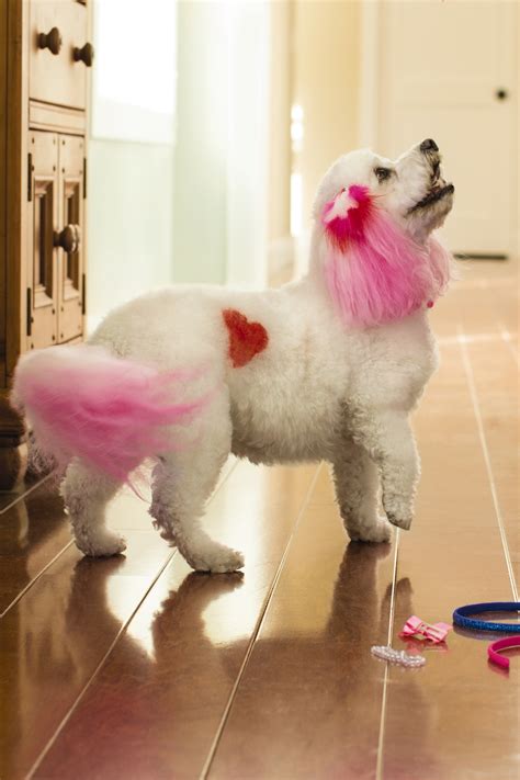 PetSmart Introduces Creative Grooming Options to Express Your Dog’s ...