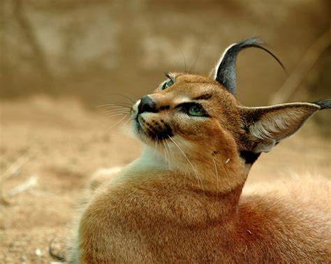 Caracal | San Diego Zoo Animals | Caracal cat, Exotic cats, Caracal