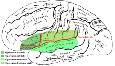 Operculum (Gehirn) – AnthroWiki