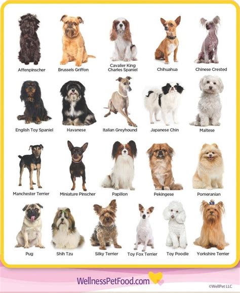 Pin on DOGS | Dog breeds medium, Dog breeds list, Cute small dogs