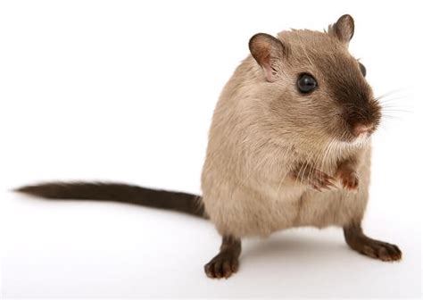 Gerbil Names - Find The Perfect Name For Your Pet Gerbil