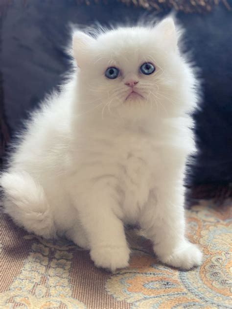 Beautiful Chloe! | Persian kittens for sale, White persian kittens ...