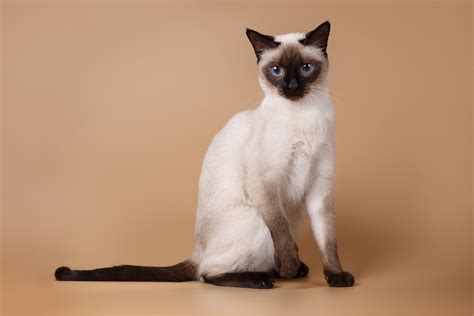 Mystical Siamese Cat Names - nBlogWbr