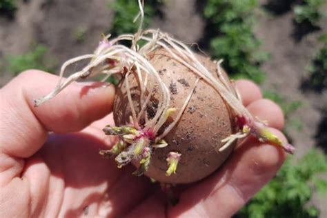 How To Sprout Potatoes Before Planting Them - Grower Today