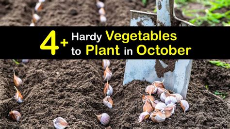 October Vegetable Growing - Planting Veggies in October