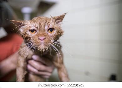 Wet Cat After Shower Bath Stock Photo 551201965 | Shutterstock