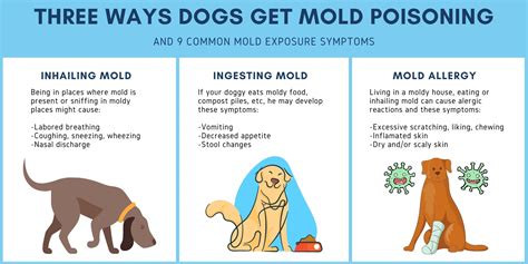 Mold Poisoning in Dogs: 15 Symptoms To Be Aware Of