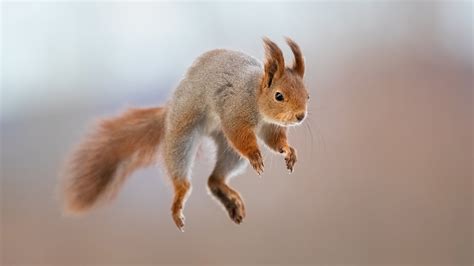 How I Photograph Jumping Red Squirrels - YouTube