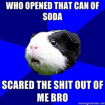 42 best Guinea Pig Meme Board images on Pinterest | Guinea pigs, Pigs ...