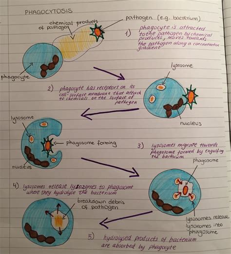 Phagocytosis diagram | Biology notes, Study biology, Basic anatomy and ...