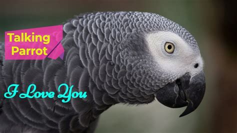 Pin by Birdandbeyond.Com on Awesome Pins | African grey parrot talking ...