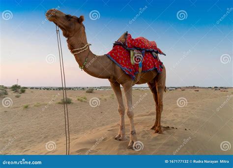 Camel for Camel Ride at Thar Desert, Rajasthan, India Stock Photo ...