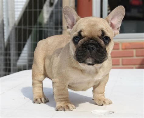 67+ Beige French Bulldog Puppies Picture - Bleumoonproductions