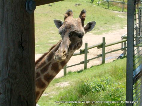 Norfolk Zoo | Pictures from around the Norfolk Zoo. Norfolk,… | Flickr