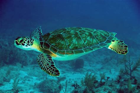 Green Turtle Swimming in Sea | HD Wallpapers