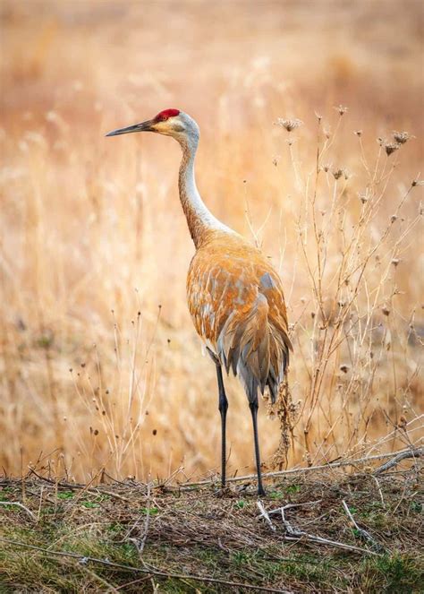 Festival Of The Cranes