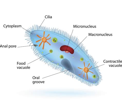 The Major Classification and Characteristics of Protozoa - Biology Wise ...