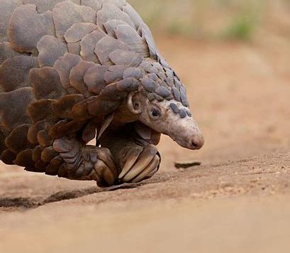 Giant Pangolin Walking