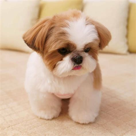 25 Teddy Bear Dog Breeds - Shichon, Morkie, Cockapoo | Bear dog breed ...