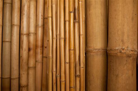 Bamboo, an ecological construction material